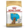 Royal Canin Poodle Puppy Yavru Köpek Irk Maması 3 Kg 